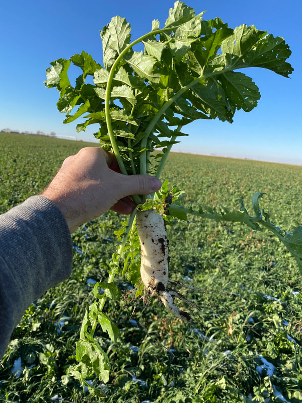 Spring Mix, Cover Crop Seed